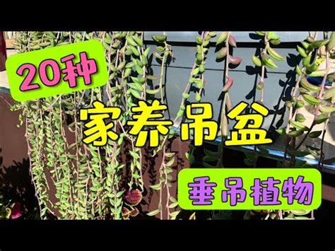 垂吊植物風水|室內養什麼垂吊植物可以去霉運